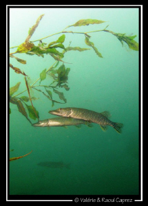 Picture taken with a Canon G9. by Raoul Caprez 